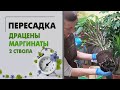 Пересадка Драцены Маргината с 2-мя стволами | В чем нюанс