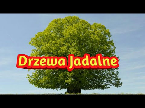 311. Drzewa Jadalne, co można zjeść z liści? :-)