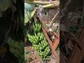Cacho enorme de banana faz faz com que o pé não aguente seu peso #hortanoquintal #short