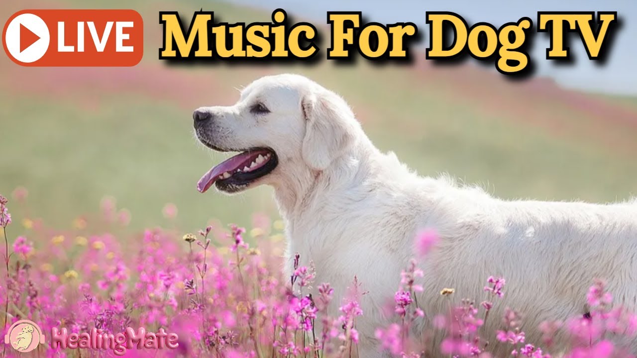 🔴Dog TV Music🎵🐶Calming Music for Dogs🐶💖Stress Relief for Dogs🦮Relaxing Music for Dog Sleep🔴7