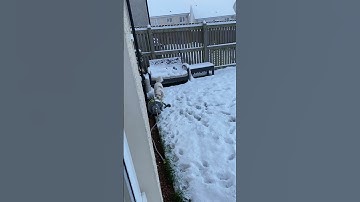 Oh he has stood on a ball. Oh no there are poo”s under there #dogs #shorts #funny #shortvideo #snow