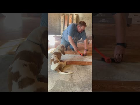 Basset Hound Helps