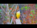 Gonzaguinha - Lindo Lago do Amor (Video)