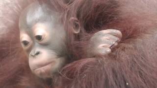 Baby Orangutan LOKI 04   Mom Lifted Loki !