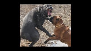 Кане корсо рвёт амстафа девочка vs мальчик/cane corso vs pitbull