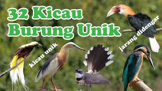 32 Suara Burung Kicau Unik, Langka dan Populer di Indonesia