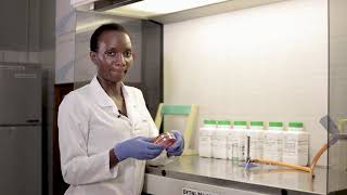 Detection of Salmonella spp. in food samples YOUTUBE HD