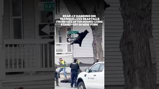 Tranquillized bear cub released back into the wild after stand-off in a tree