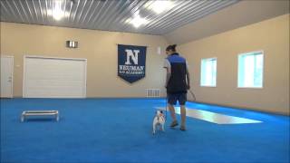 Lucky Jack Russell Terrier Boot Camp Dog Training Video