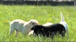 Elevage de Labradors Fontaine aux Fleurs à Emondeau