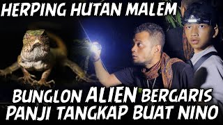 BUNGLON SPESIES ALIEN DARI AFGANISTAN PEMBURU BUNGLON SURAI !