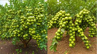 🔴LIVE 🌱 Guava Tree Propagation Made Easy | Complete Growing Process LIVE #livestream #live