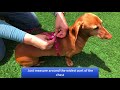 Quick Fitting Dog Harness - How to Measure