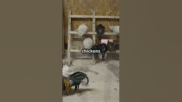 Why Your Chickens Need Fans! 🐔💨