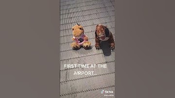 T-Rex on a plane? Let