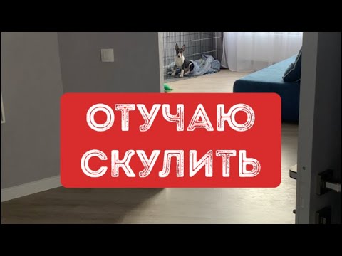 Как отучить щенка скулить. Проверенный способ.