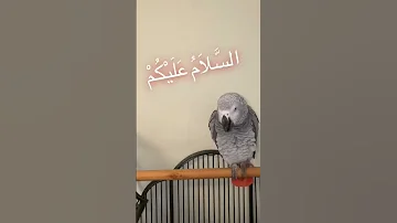 ببغاء كاسكو متكلم يقول السلام عليكم 