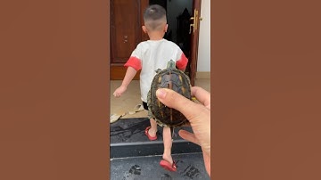 Pipi khóc chạy vì sợ chú rùa cắn #shorts