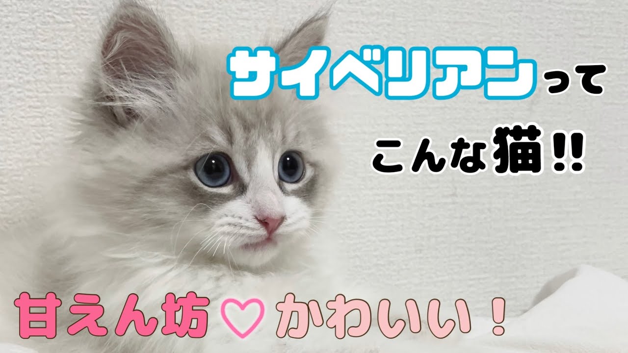 【特徴／性格】サイベリアンってこんな猫！かわいさ満点！Introducing the cute point of Siberian cat!!