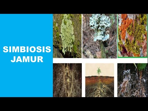 Video: Bagaimana tumbuhan mendapat manfaat dari asosiasi simbiosis dengan jamur?