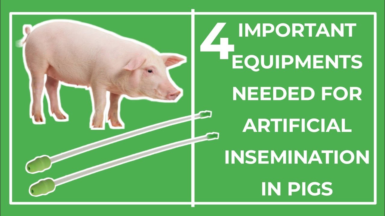 Use this for Artificial Insemination in Pigs #pigs #pigfarmvideo # ...