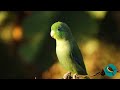 🐦Canto del Periquito de anteojos / Spectacled parrotlet - (Forpus conspicillatus).