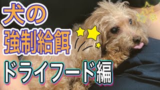 【食べない犬のごはんのあげ方】ドライフードの強制給餌のやり方。シリンジで・指で・あげる時のコツとご飯の作り方。