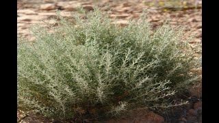 رحلة جمع نبتة الشيح Trip to Collect Artemisia plant