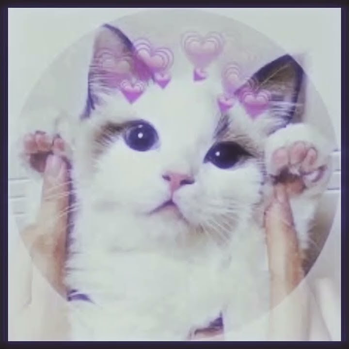 Аватарки с котиками 💞 🦋Kamilla🥑 - YouTube