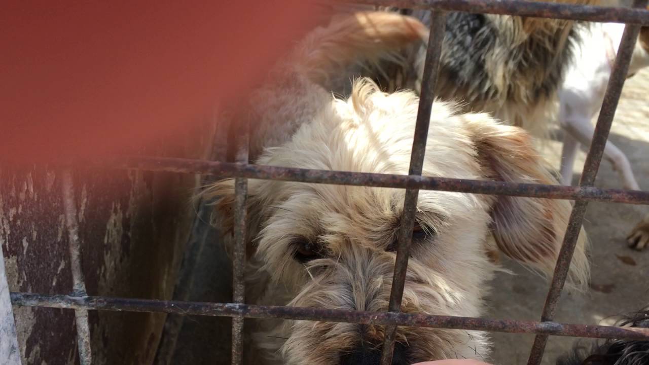 Smaller dogs needing homes - YouTube