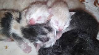 kitten's second day #cute #cat #video by PETSLIFE CHANNEL 240 views 1 month ago 2 minutes, 31 seconds