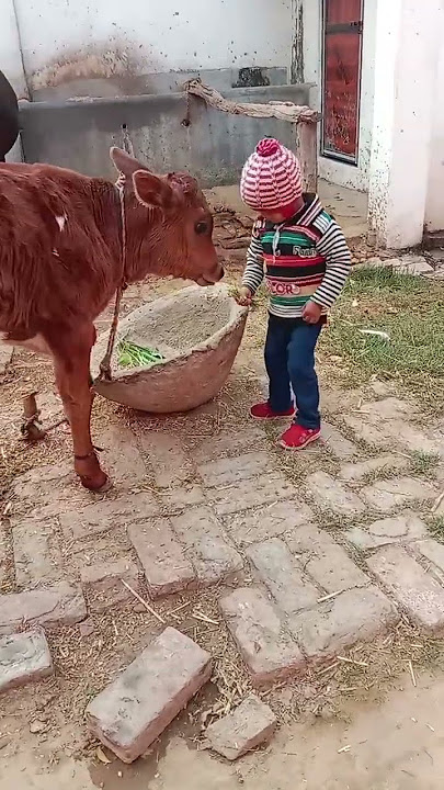choti si gaiyaaa #ytshorts #shotsfeed cfj ktfi kgdh