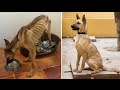 Bir köpeğin inanılmaz değişimi!
