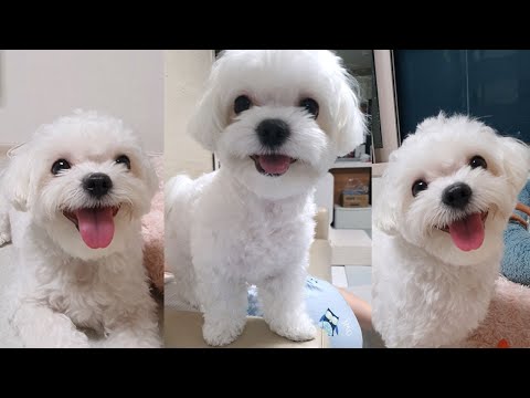 우울할 때 보려고 만든 강아지 영상 :)