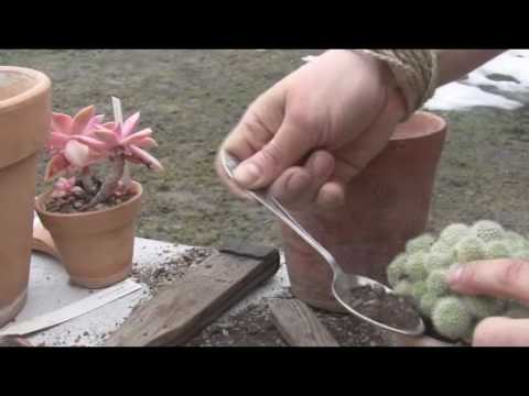 Video: Kohev Kaktus (27 Fotot): Karvaste Või Karvaste Kaktuste Tüübid (