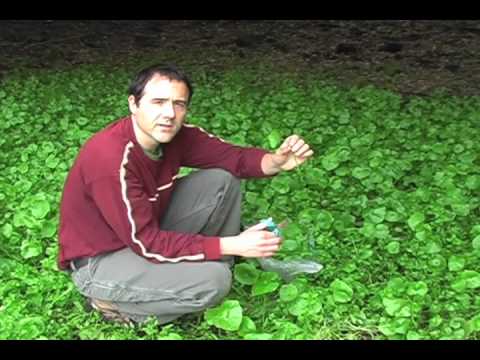 Video: Claytonia õistaimede kasvatamine – kuidas hoolitseda kevadiste ilulillede eest