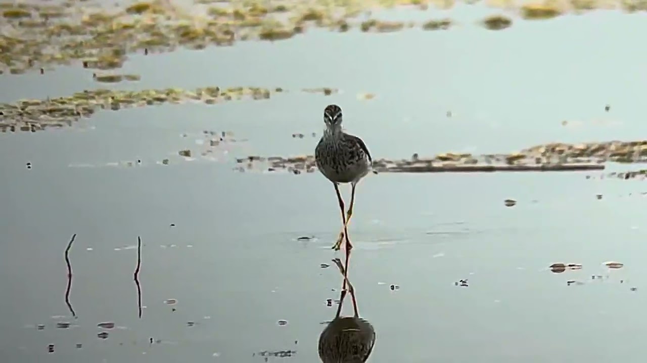 Lesser yellowlegs (Tringa flavipes). Plum Island, MA 11 July 2025. iPhone digiscoping.