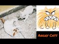 Angry Cats 🐈| Cats play fighting|