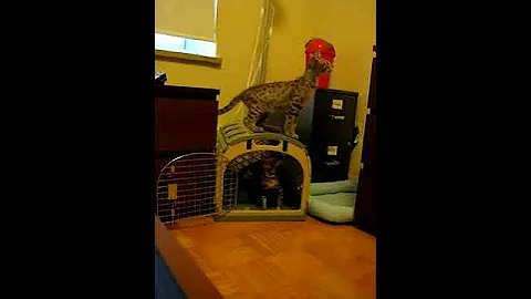 Watch the video about Bengal with F2 Savannah
