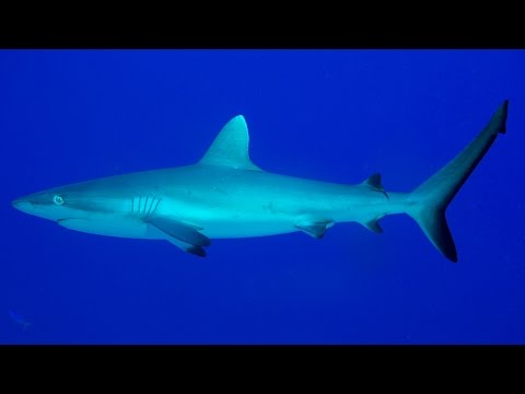 bikini atoll mutated sharks bikini atoll mutated sharks