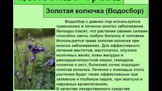 Золотая колючка Водосбор Золотая колючка Водосбор