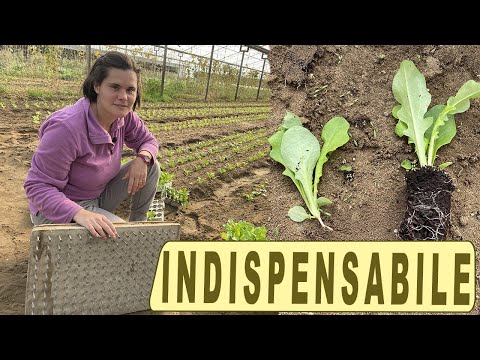 Video: Giornata di buon auspicio per piantare piantine di peperoni