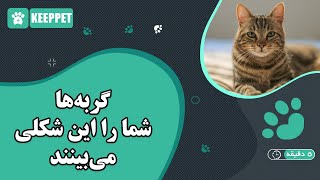 گربه‌ها شما را این شکلی می‌بینند