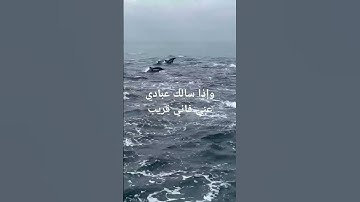 #سورة_البقرة #فارس_عباد #اكسبلور #moroc #algeria 💞💞♥️