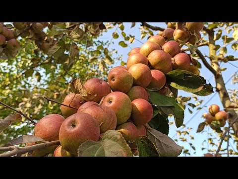 Video: Som Föll På Huvudet På Ett äpple