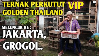 UNTUK BAHAN TERNAK PERKUTUT VIP GOLDEN THAILAND USIA SIAPAN MELUNCUR KE JAKARTA GROGOL