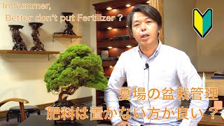 「夏場・肥料は置かない方が良い ? 」質問にお答えします !  [盆栽・初心者]