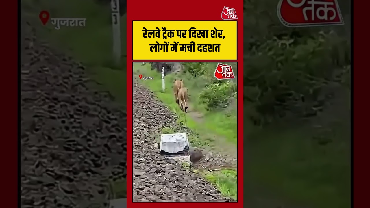 रेलवे ट्रैक पर अचानक दिखा शेर, वीडियो वायरल | #Lion #Railway #Wildlife #ytshorts