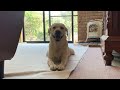 サンが終わるのをお手手揃えて待つゴン