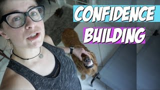 Confidence Building for your Dog FUN AND EASY by The Dawghouse 3,842 views 4 years ago 9 minutes, 36 seconds